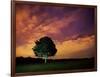 A Tree in Richmond Park at Night-Alex Saberi-Framed Photographic Print