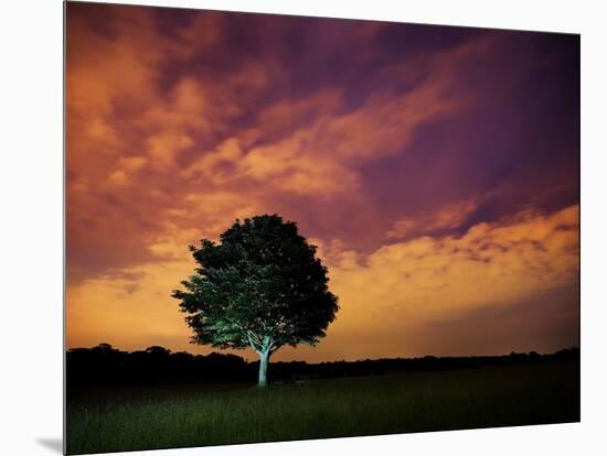 A Tree in Richmond Park at Night-Alex Saberi-Mounted Photographic Print