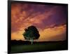 A Tree in Richmond Park at Night-Alex Saberi-Framed Photographic Print