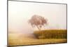 A tree in the Mist-Philippe Sainte-Laudy-Mounted Photographic Print