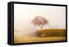 A tree in the Mist-Philippe Sainte-Laudy-Framed Stretched Canvas