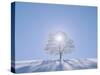 A Tree in the Snow Field-null-Stretched Canvas