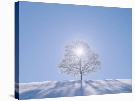 A Tree in the Snow Field-null-Stretched Canvas