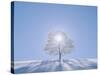 A Tree in the Snow Field-null-Stretched Canvas