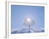 A Tree in the Snow Field-null-Framed Photographic Print