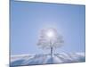 A Tree in the Snow Field-null-Mounted Photographic Print