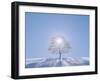 A Tree in the Snow Field-null-Framed Photographic Print