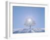 A Tree in the Snow Field-null-Framed Photographic Print