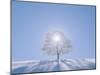 A Tree in the Snow Field-null-Mounted Photographic Print