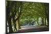A Tree-Lined Avenue in Clifton, Bristol, England, United Kingdom, Europe-Nigel Hicks-Mounted Photographic Print