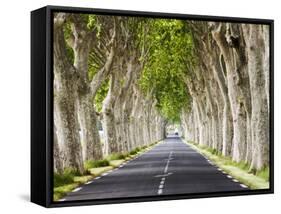 A Tree-Lined Road, Languedoc-Roussillon, France-Nadia Isakova-Framed Stretched Canvas