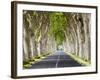 A Tree-Lined Road, Languedoc-Roussillon, France-Nadia Isakova-Framed Photographic Print