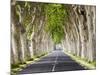 A Tree-Lined Road, Languedoc-Roussillon, France-Nadia Isakova-Mounted Photographic Print