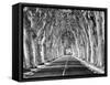 A Tree-Lined Road, Languedoc-Roussillon, France-Nadia Isakova-Framed Stretched Canvas