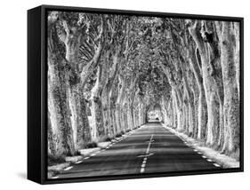 A Tree-Lined Road, Languedoc-Roussillon, France-Nadia Isakova-Framed Stretched Canvas