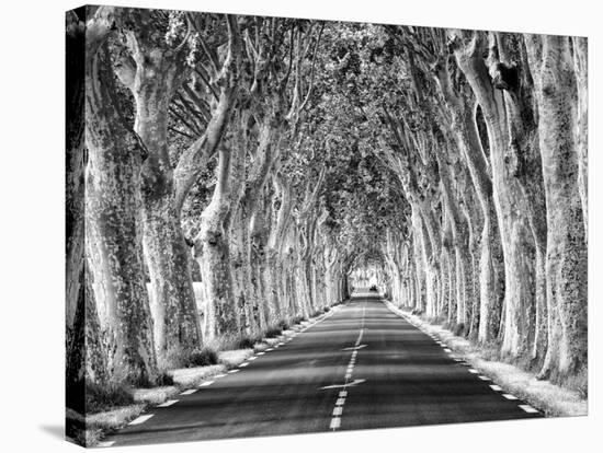 A Tree-Lined Road, Languedoc-Roussillon, France-Nadia Isakova-Stretched Canvas