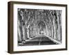 A Tree-Lined Road, Languedoc-Roussillon, France-Nadia Isakova-Framed Photographic Print