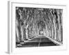 A Tree-Lined Road, Languedoc-Roussillon, France-Nadia Isakova-Framed Photographic Print