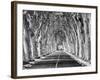 A Tree-Lined Road, Languedoc-Roussillon, France-Nadia Isakova-Framed Photographic Print