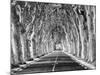 A Tree-Lined Road, Languedoc-Roussillon, France-Nadia Isakova-Mounted Photographic Print