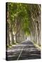 A Tree-Lined Road, Languedoc-Roussillon, France-Nadia Isakova-Stretched Canvas
