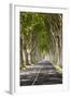 A Tree-Lined Road, Languedoc-Roussillon, France-Nadia Isakova-Framed Photographic Print