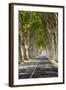 A Tree-Lined Road, Languedoc-Roussillon, France-Nadia Isakova-Framed Photographic Print