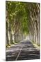 A Tree-Lined Road, Languedoc-Roussillon, France-Nadia Isakova-Mounted Photographic Print