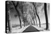 A Tree Lined Road Through Farmland in Damme Belgium Shot-Red Square Photography-Stretched Canvas