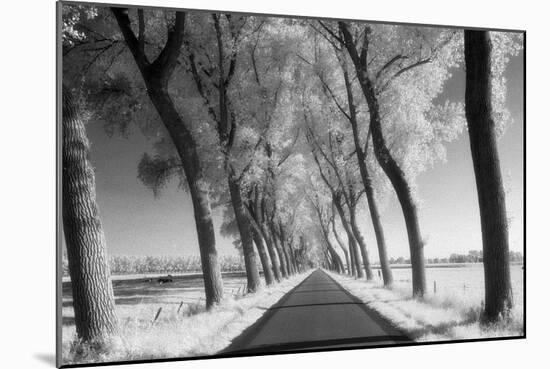 A Tree Lined Road Through Farmland in Damme Belgium Shot-Red Square Photography-Mounted Photographic Print