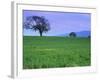 A Tree on a Hillside in Santa Barbara-Gary Conner-Framed Photographic Print