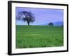 A Tree on a Hillside in Santa Barbara-Gary Conner-Framed Photographic Print