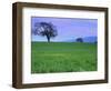 A Tree on a Hillside in Santa Barbara-Gary Conner-Framed Photographic Print