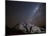 A Tree Shadow at Night under a Starry Sky with the Milky Way in the Namib Desert-Alex Saberi-Mounted Photographic Print