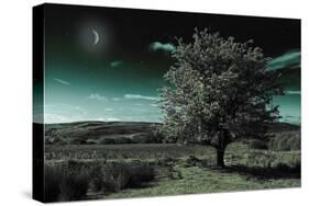 A Tree under a Night Sky-Mark Gemmell-Stretched Canvas