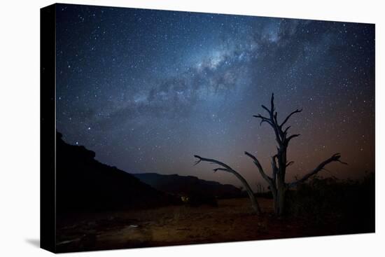 A Tree under a Starry Sky, with the Milky Way in the Namib Desert, Namibia-Alex Saberi-Stretched Canvas