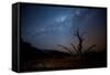 A Tree under a Starry Sky, with the Milky Way in the Namib Desert, Namibia-Alex Saberi-Framed Stretched Canvas