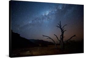 A Tree under a Starry Sky, with the Milky Way in the Namib Desert, Namibia-Alex Saberi-Stretched Canvas