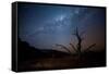 A Tree under a Starry Sky, with the Milky Way in the Namib Desert, Namibia-Alex Saberi-Framed Stretched Canvas