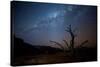 A Tree under a Starry Sky, with the Milky Way in the Namib Desert, Namibia-Alex Saberi-Stretched Canvas