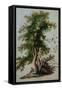 A Tree with Two Birds Perching on a Branch-Paul Brill or Bril-Framed Stretched Canvas