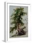 A Tree with Two Birds Perching on a Branch-Paul Brill or Bril-Framed Giclee Print