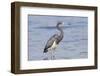 A Tricolor Heron, Egretta Tricolor Stands in A Calm Bay in Florida-JMWedge-Framed Photographic Print