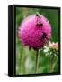 A Trio of Bees Explore a Giant Thistle Bloom on a Farm Near New Castle-null-Framed Stretched Canvas