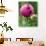 A Trio of Bees Explore a Giant Thistle Bloom on a Farm Near New Castle-null-Premium Photographic Print displayed on a wall