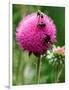 A Trio of Bees Explore a Giant Thistle Bloom on a Farm Near New Castle-null-Framed Photographic Print