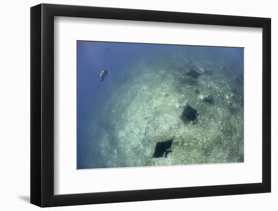 A Trio of Reef Manta Rays Swimming Above a Reef Top-Stocktrek Images-Framed Premium Photographic Print