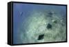 A Trio of Reef Manta Rays Swimming Above a Reef Top-Stocktrek Images-Framed Stretched Canvas