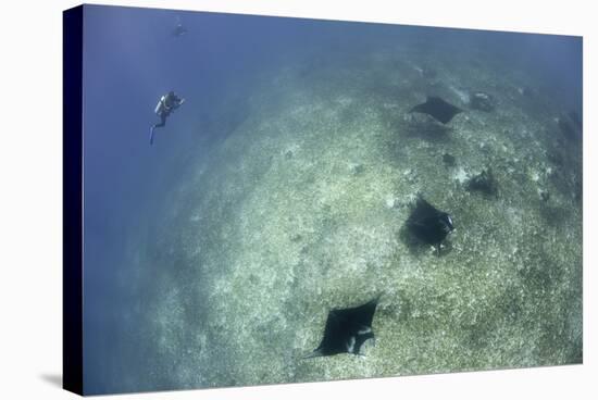 A Trio of Reef Manta Rays Swimming Above a Reef Top-Stocktrek Images-Stretched Canvas