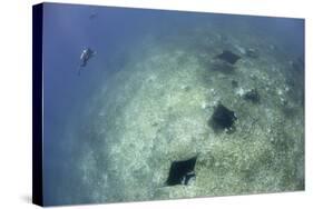 A Trio of Reef Manta Rays Swimming Above a Reef Top-Stocktrek Images-Stretched Canvas